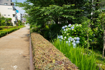 6月の目黒川緑道