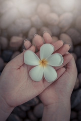 Woman hand hold Plumeria flowers on the river rock