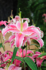 Pink lilly flower in the garden. Spring day for postcard, beauty decoration and agriculture concept design.