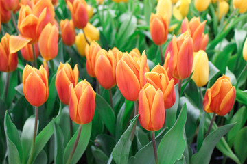 Tulip flower with green leaf background in tulip field at winter or spring day for postcard, beauty decoration and agriculture concept design.