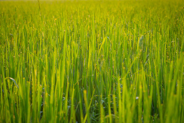 Green wheat field with morning light