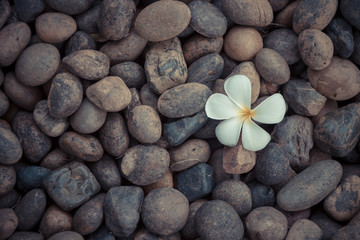 Fototapeta na wymiar White yellow flower plumeria or frangipani on dark pebble rock