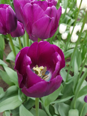 tulips on the lawn