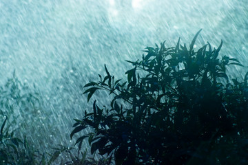 Fototapeta na wymiar Silhouette plant in the Rain fall with ight.