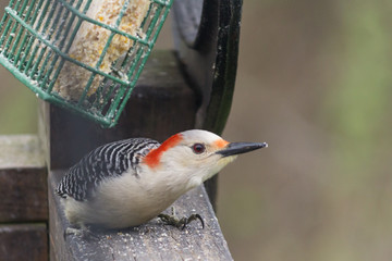 Red-bellied Woodpecker