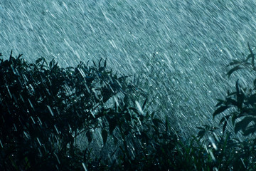 Silhouette plant in the Rain fall with ight.