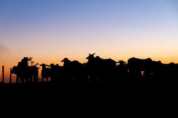 Fototapeta na wymiar Nelore silhouette at sunset. Bovine originating in India and race representing 85% of the Brazilian cattle for meat production.