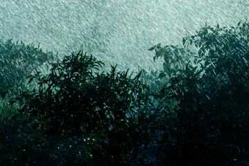 Silhouette plant in the Rain fall with ight.