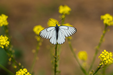 black-veined white butterfly on little yellow flowers