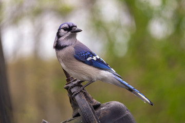 Blue Jay