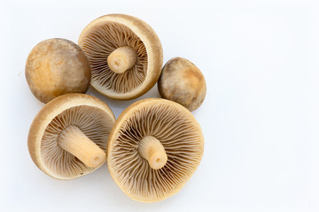 fresh mushrooms on white background