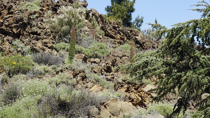 rare red bugloss on tenerife island