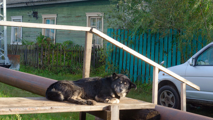 The yard dog in the Northern village lies on the boards of the stairs in the sun with his head...