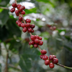 Coffee beans on tree in farm, Close up fresh organic red coffee on coffee tree, Coffee beans ripening on tree