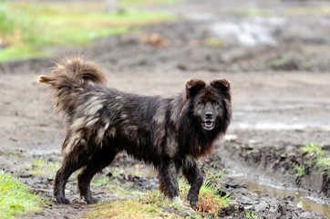 Big shaggy unkempt and dirty cheerful dog mongrel runs among the grass and mud of the road with his tail raised.