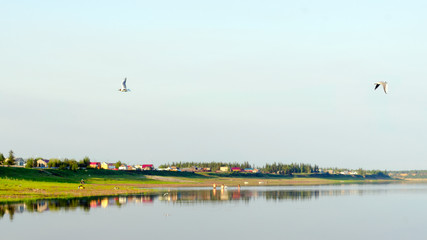Northern white seagulls fly over the surface of the river on the background of houses on the Bank of the Yakut village.