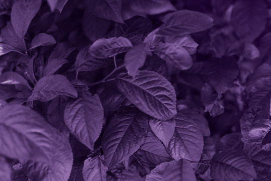 Purple leaf texture. Beautiful leaves texture background.