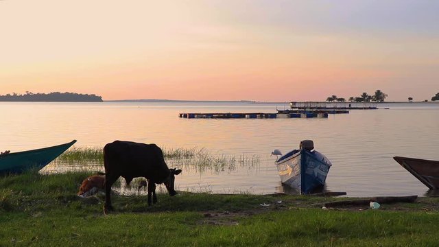 Beautiful view of cow grazing by the shore of Lake Victoria at sunset. Sea bird jumps off wooden fishing boat beside him. Palm trees visible on island by the horizon.