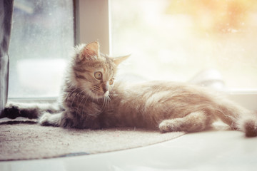 Portrait of cute little tabby kitten lying on the cement floor with the sun light background.