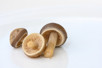 three mushrooms on white background