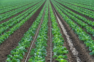 Rows of Young Plants in a Field. Agricultural Field of Cabbage Plant