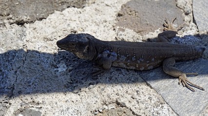small grey lizard in teide park
