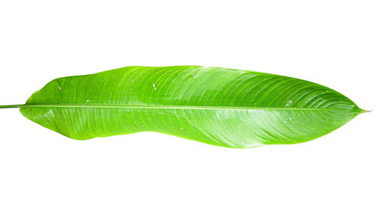 Obraz premium Heliconia variegated leaf isolated on white background with clipping path.