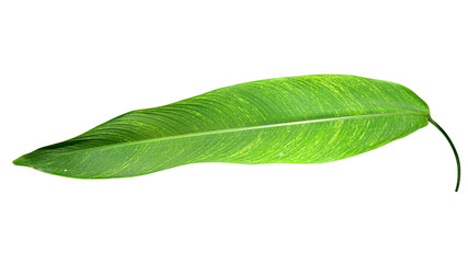 Fototapeta na wymiar Heliconia variegated leaf isolated on white background with clipping path.