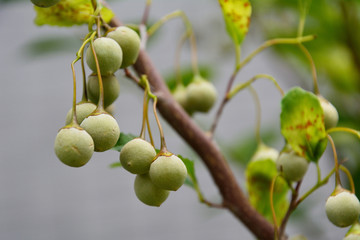 初秋のエゴノキの果実