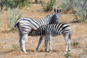 Fototapeta na wymiar Zebra baby breastfeeding zebra