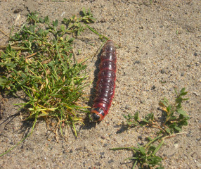  Moth caterpillar 120mm . Cossus cossus butterfly caterpillar At the end of its development.              