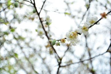 white flowers in spring