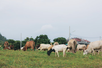 Obraz premium Cow and goat in farm.