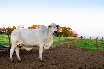 Nelore raised for fattening. Bovine originating in India and race representing 85% of the Brazilian cattle for meat production.