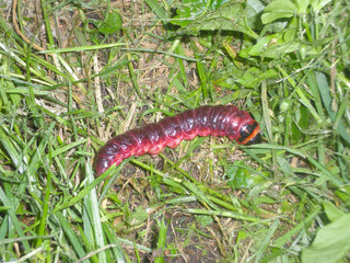  Caterpillar butterfly. Cossus cossus. 120mm butterfly caterpillar, at the end of its development.         