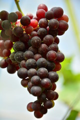 bunch of grapes on the vine