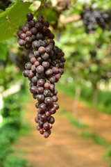 grapes on the vine