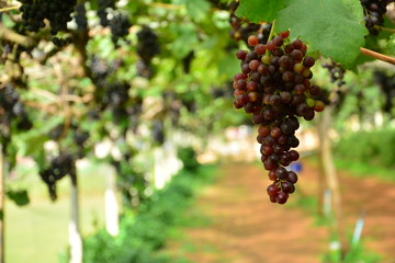 red grapes on the vine