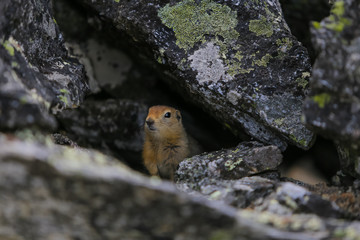 Brown chipmunk looking from a hole in the rock