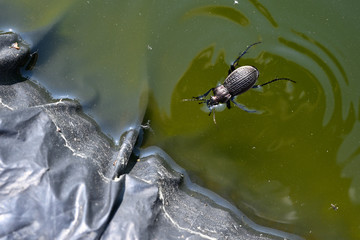 Beetle ground beetle floating in water near shore with foil.