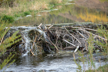 Beaver Dam in a Stream