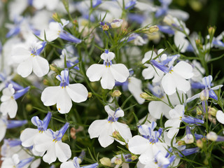 Lobelia erinus - Lobélies érines aux grappes de fleurs blanches avec un oeil jaune