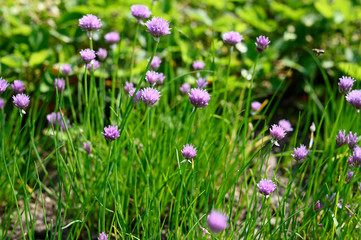 Obraz na płótnie Canvas Pink chives flowers and green stems.