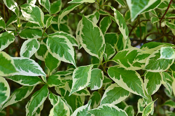 Ornamental leaves of a bush in detail.