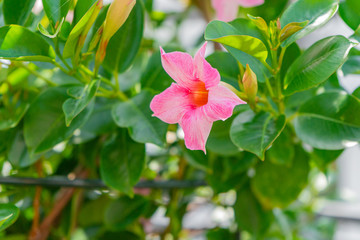 Obraz premium Pink blossom with green foliage