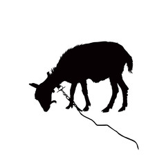 Silhouette of grazing goat.