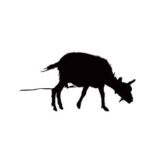 Fototapeta premium Silhouette of goat.