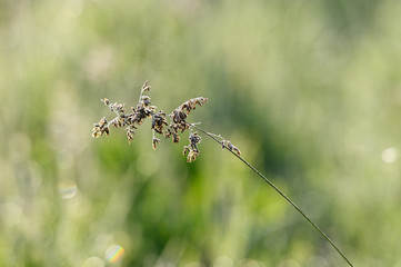 Pollen on grass in meadow.