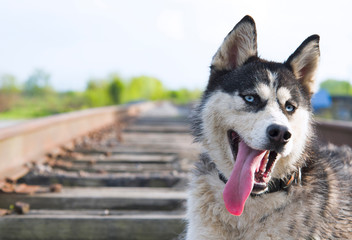 husky dog on train