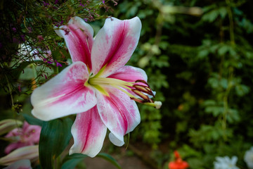 Pink lilly in the garden,Lily joop flowers,Lilium oriental joop.lily flower tropical plant blooming in the garden.Elegant beautiful pink flowers on nature background.Blooming lily flower buds